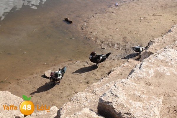 byareg 0226 (136).JPG